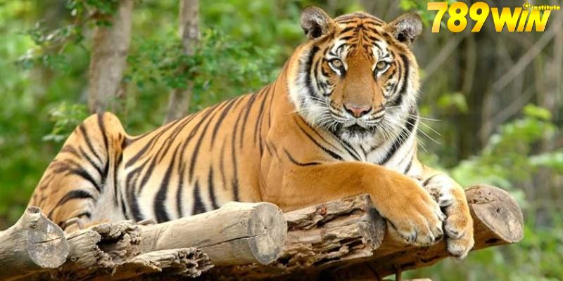 Mơ Thấy Hổ - Giấc Mơ Thể Hiện Điềm Báo Siêu Chuẩn